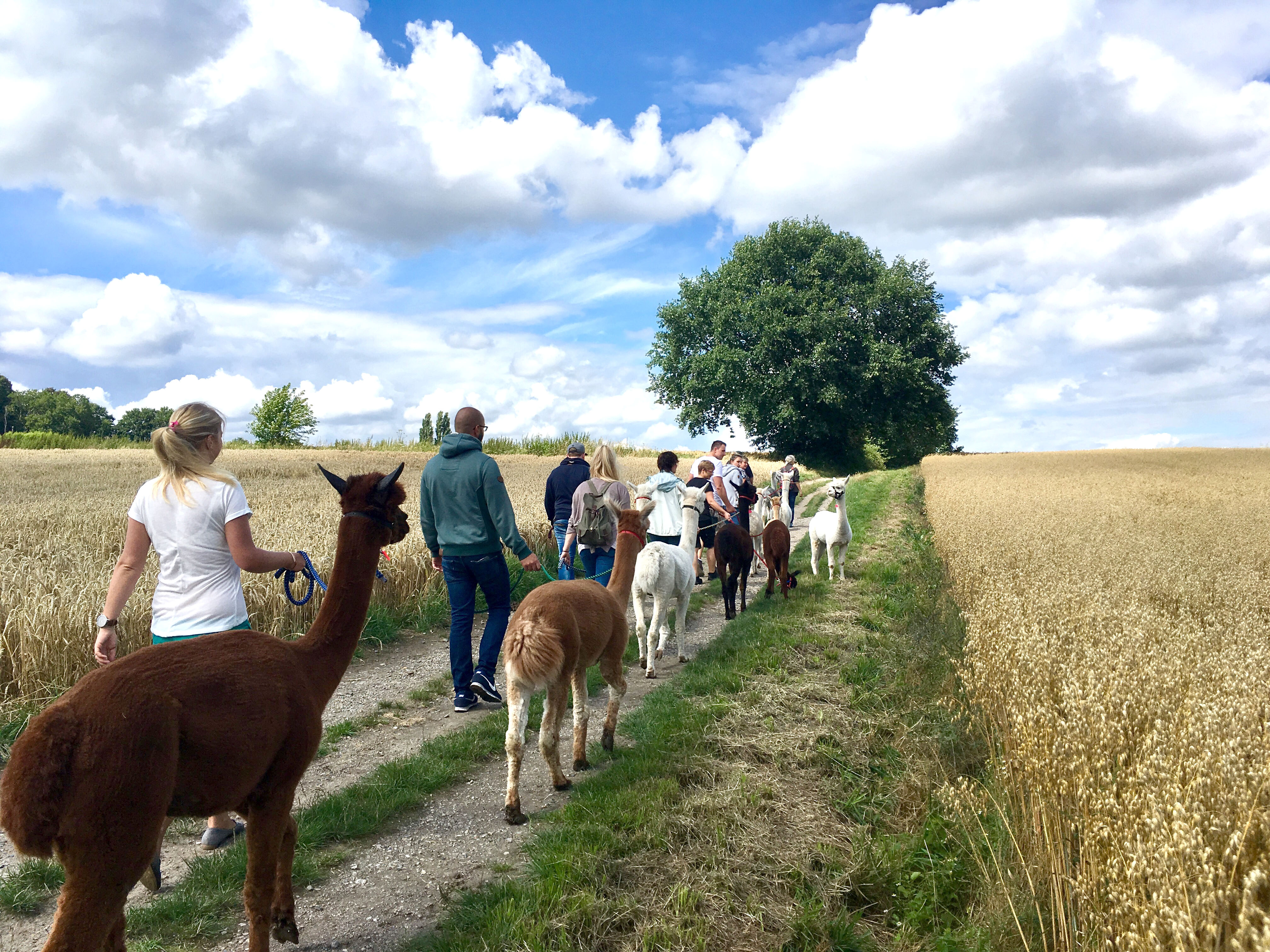 2 Stunden Alpaka Wanderung