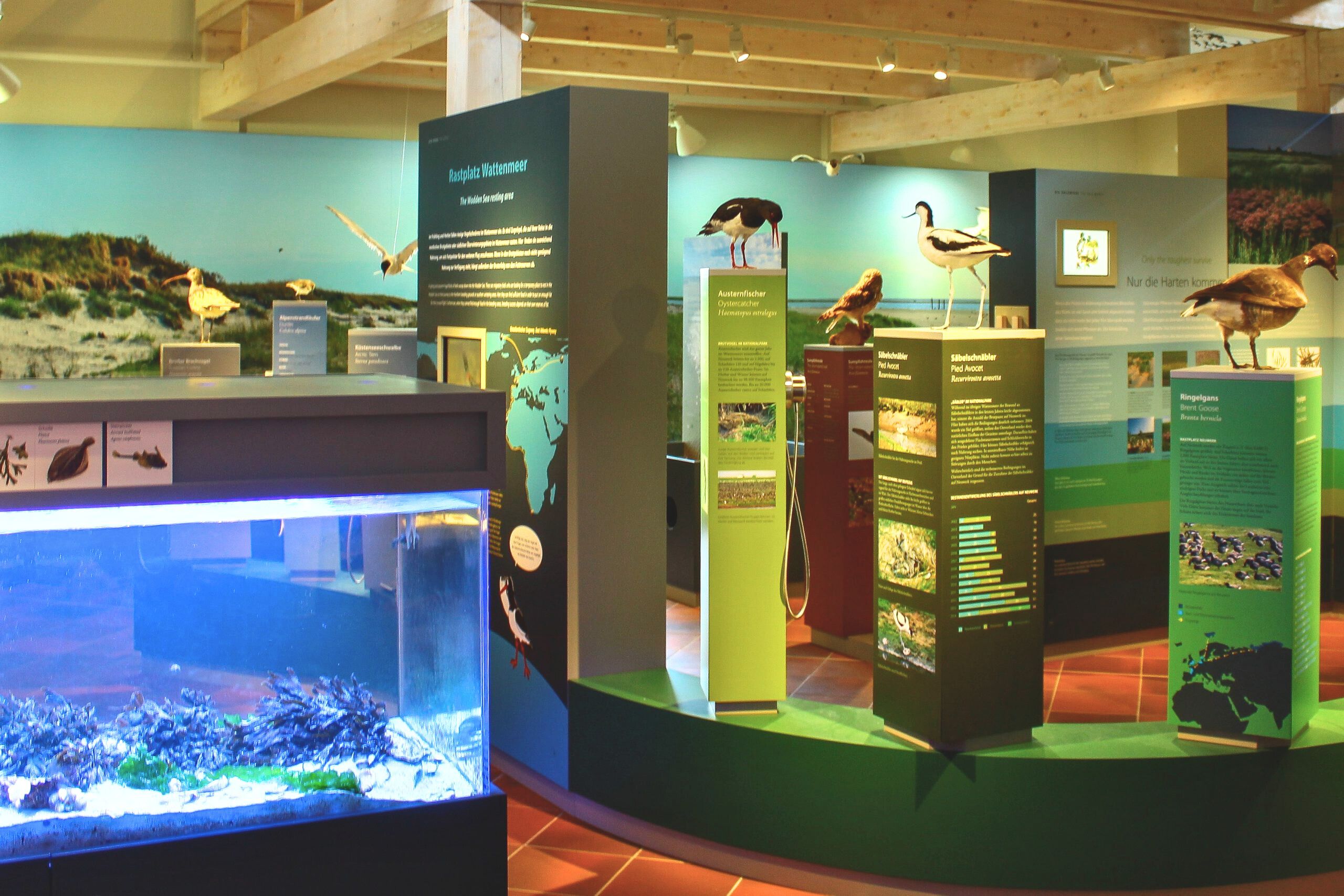 Erkunde die Geheimnisse des Wattenmeers im Nationalpark-Haus