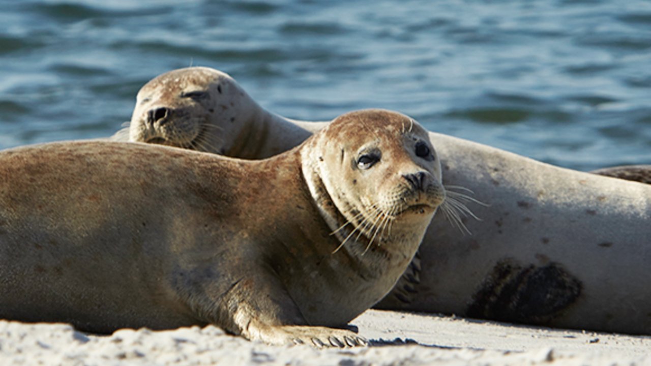 Beobachte Seehunde im UNESCO-Weltnaturerbe Wattenmeer