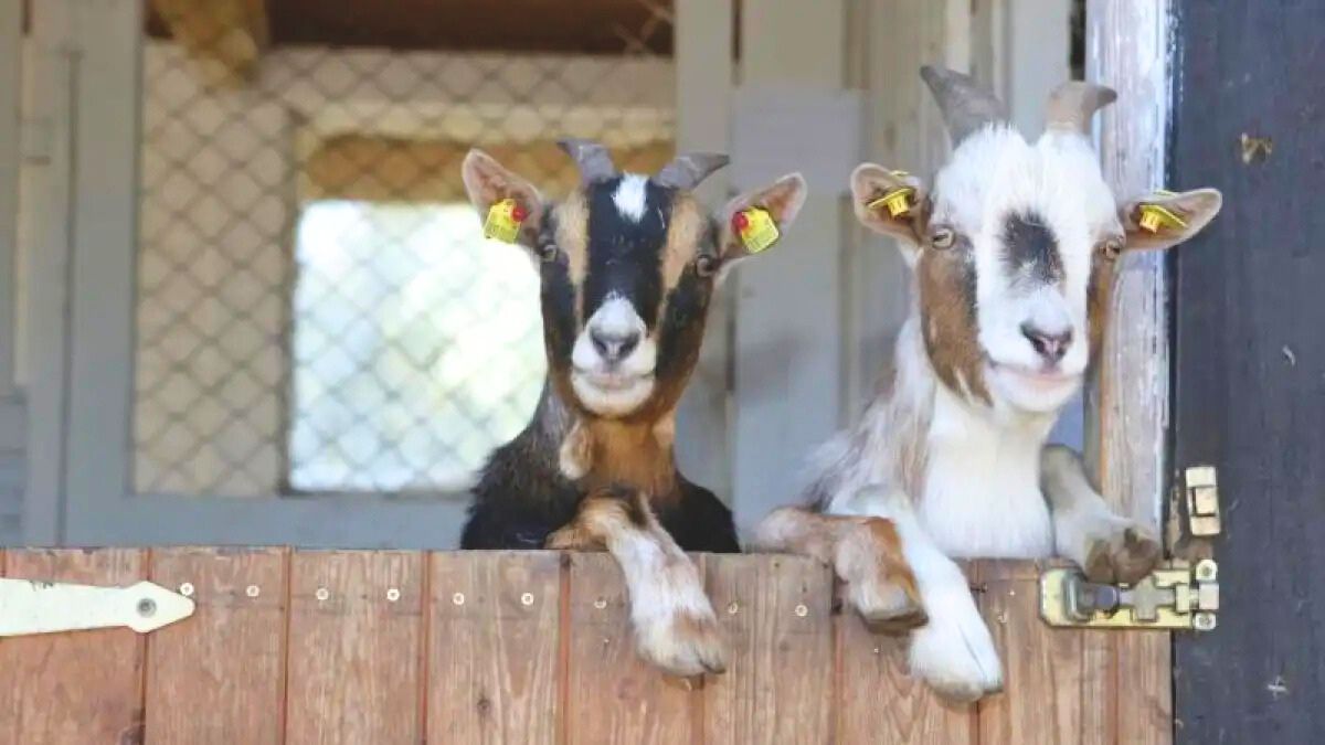 Besuch das Tiergehege im Bürgerpark