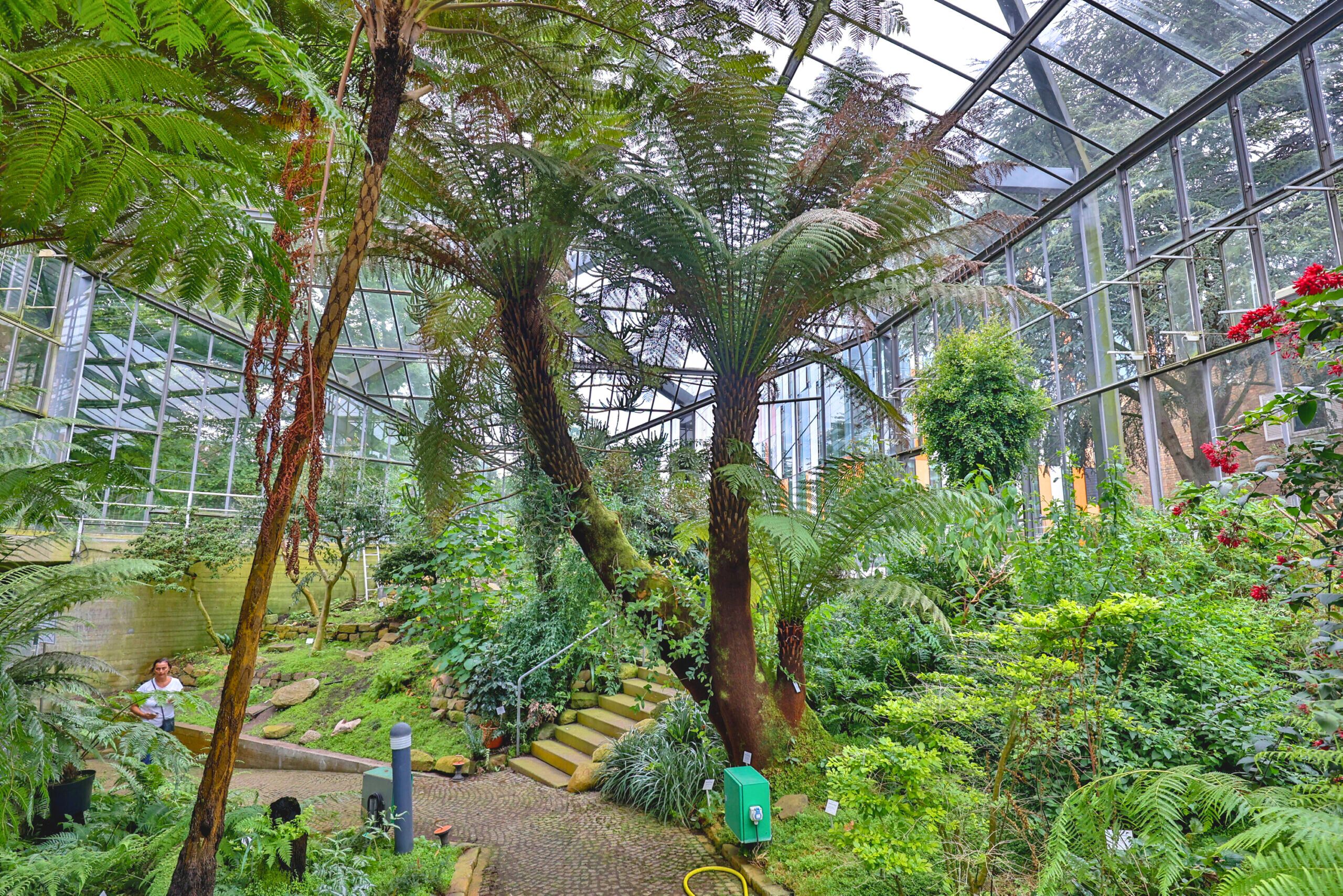 Bestaune exotische Pflanzen im Tropengewächshaus